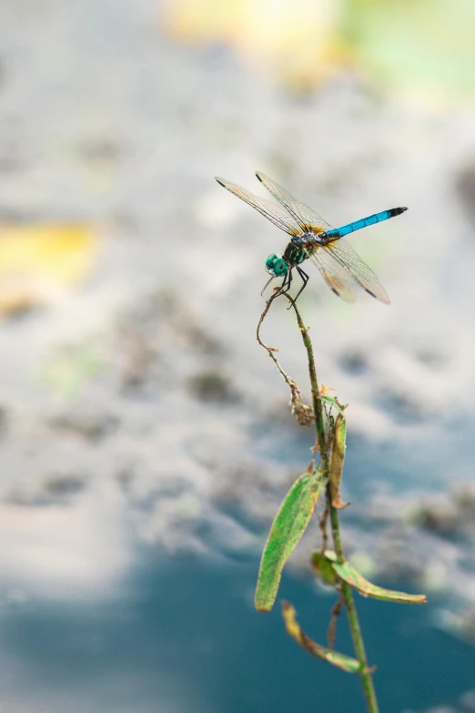 a dragonfly sitting on a stalk against the water