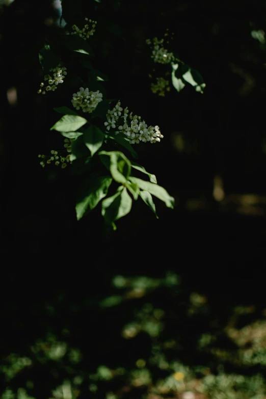 a white and blue object sitting in a forest