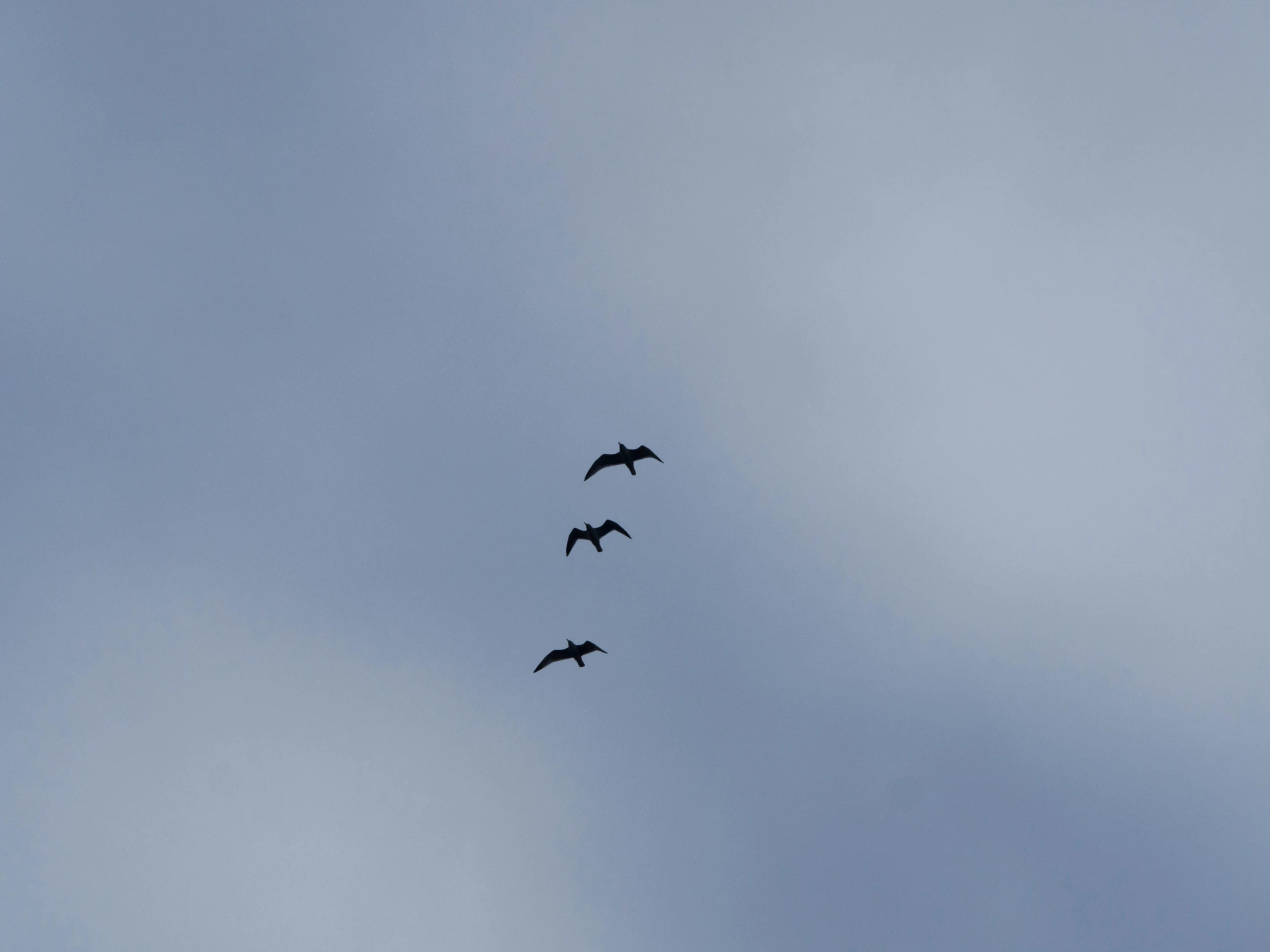 three birds are flying together in the blue sky