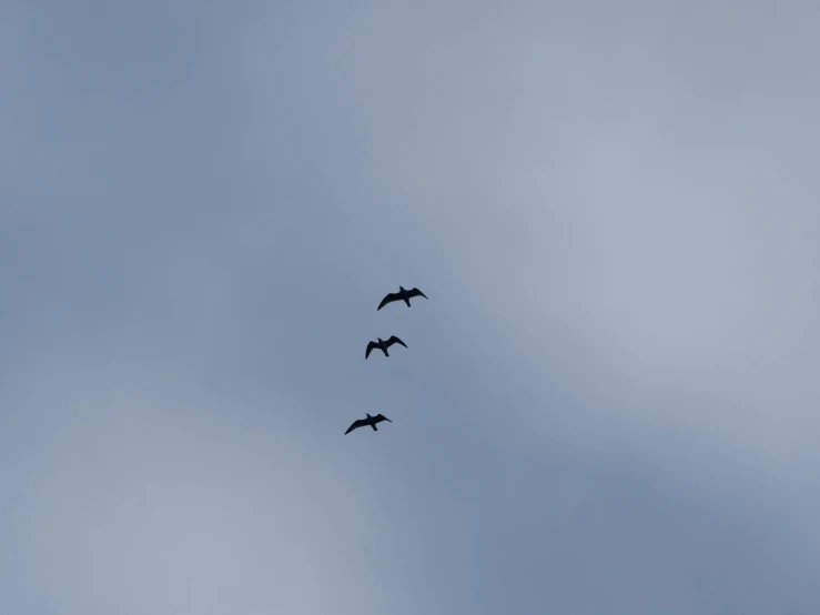 three birds are flying together in the blue sky