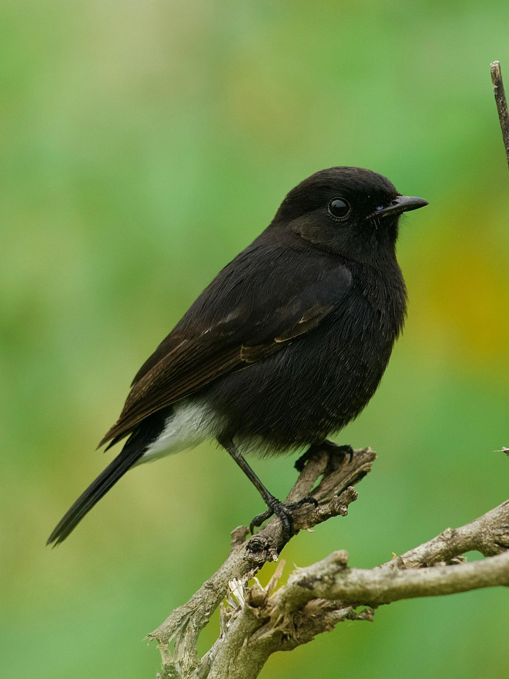 black bird perched on a thin nch