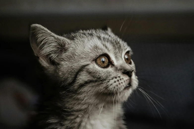 a small gray kitten with very long whiskers