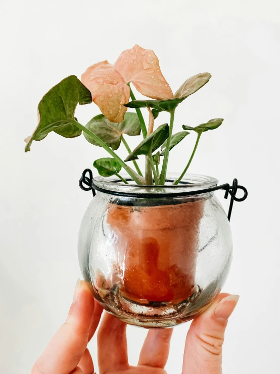 a person holding a vase filled with flowers and plants