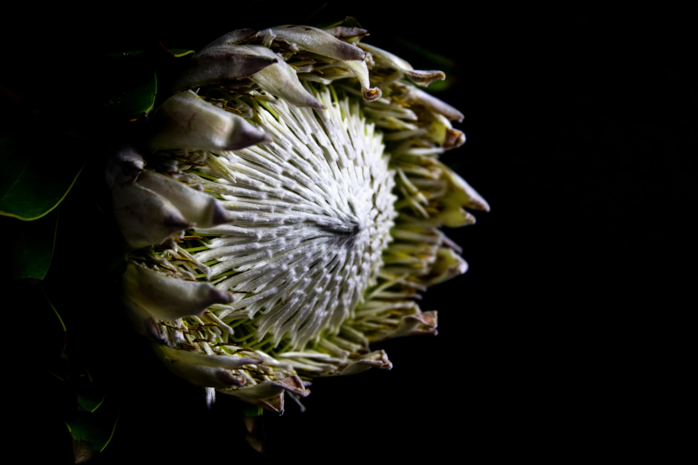 the large flower has long flowers with small petals