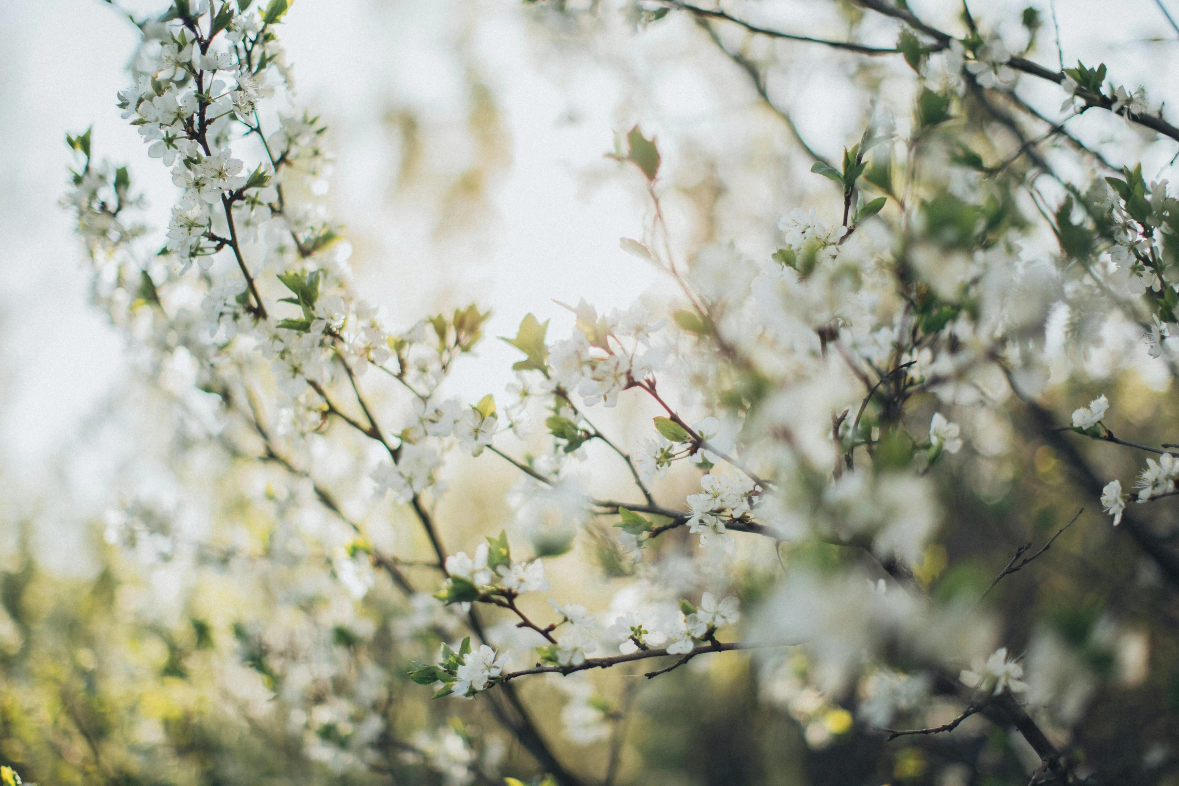 trees in bloom on an overcast day in spring