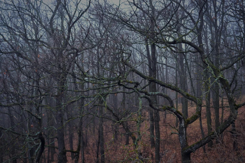 a park bench in the woods surrounded by trees