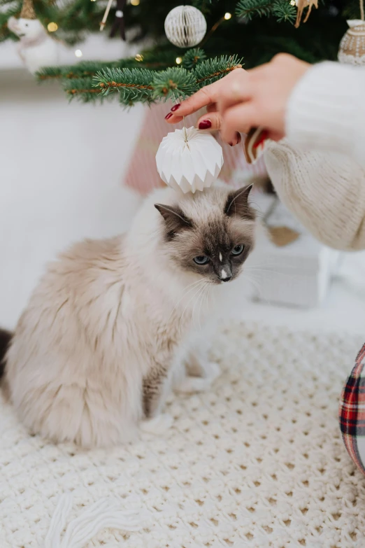 a girl with red nails plays with a cat in a christmas scene