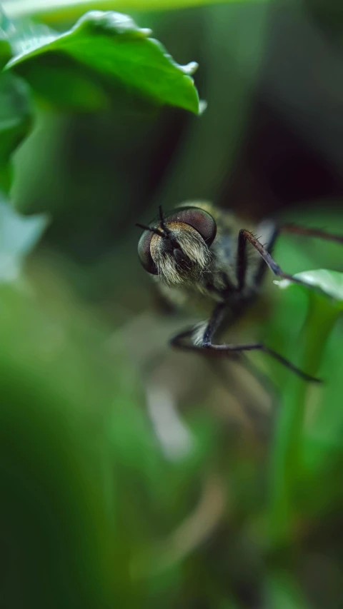 a spider sitting on top of green plants