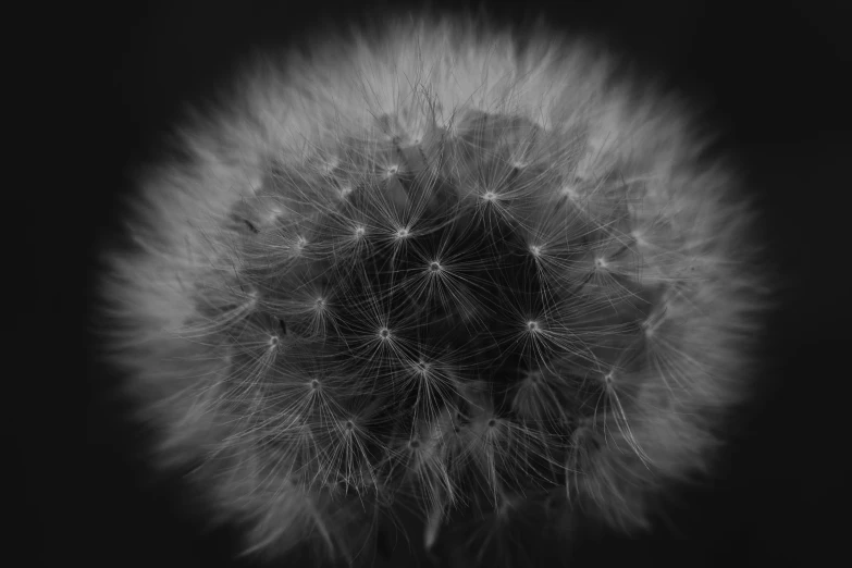 black and white po of a dandelion