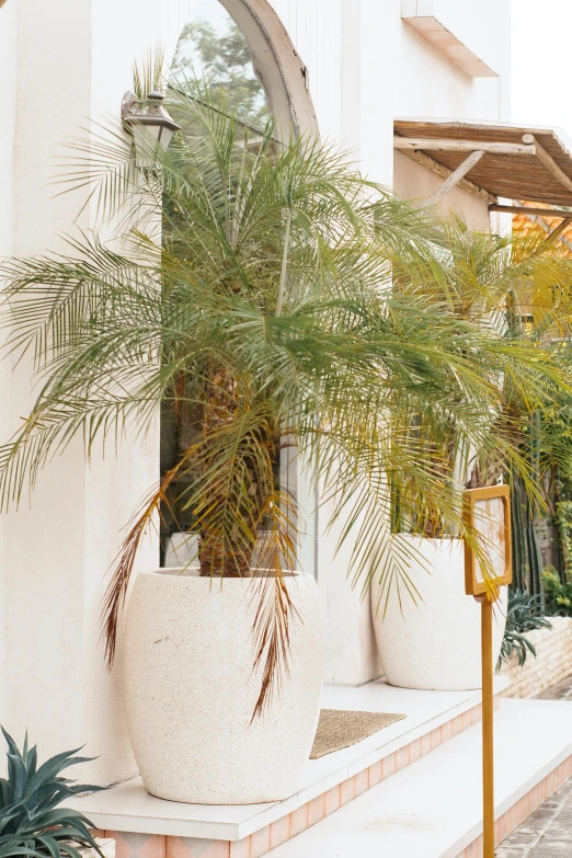 a plant sits in a large pot on the corner