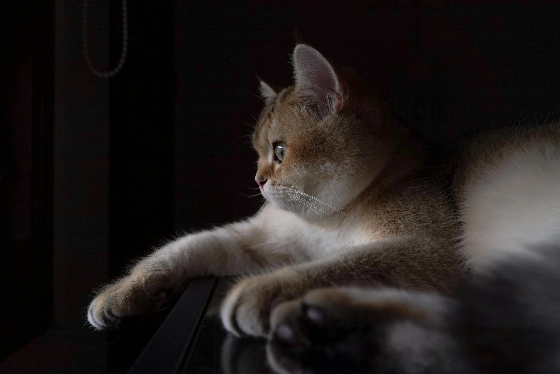 a cat laying down on top of a computer keyboard