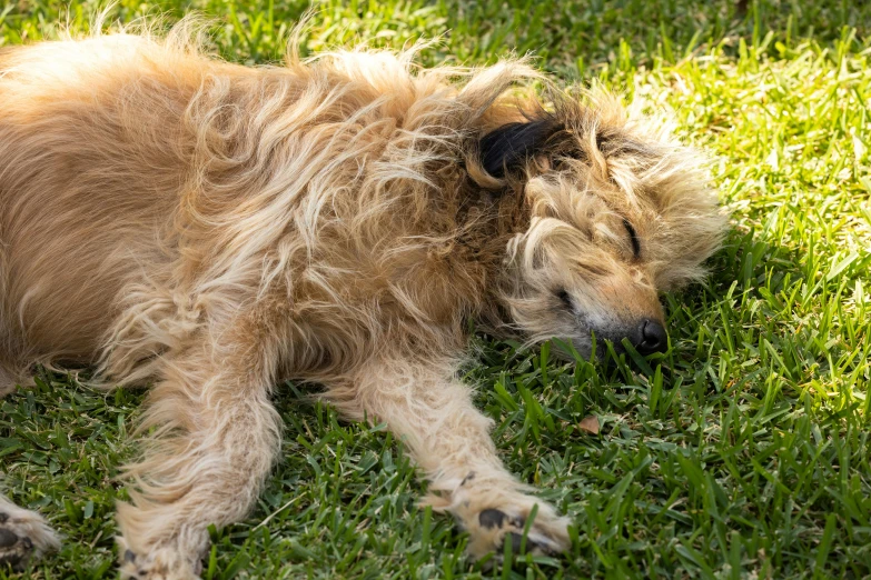 a gy haired dog sleeping on the grass