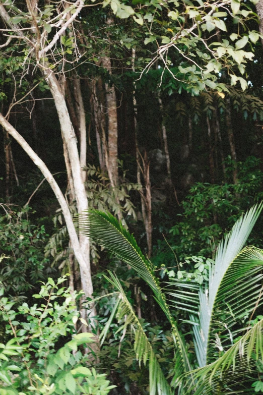 a very tall tree in the middle of a lush forest