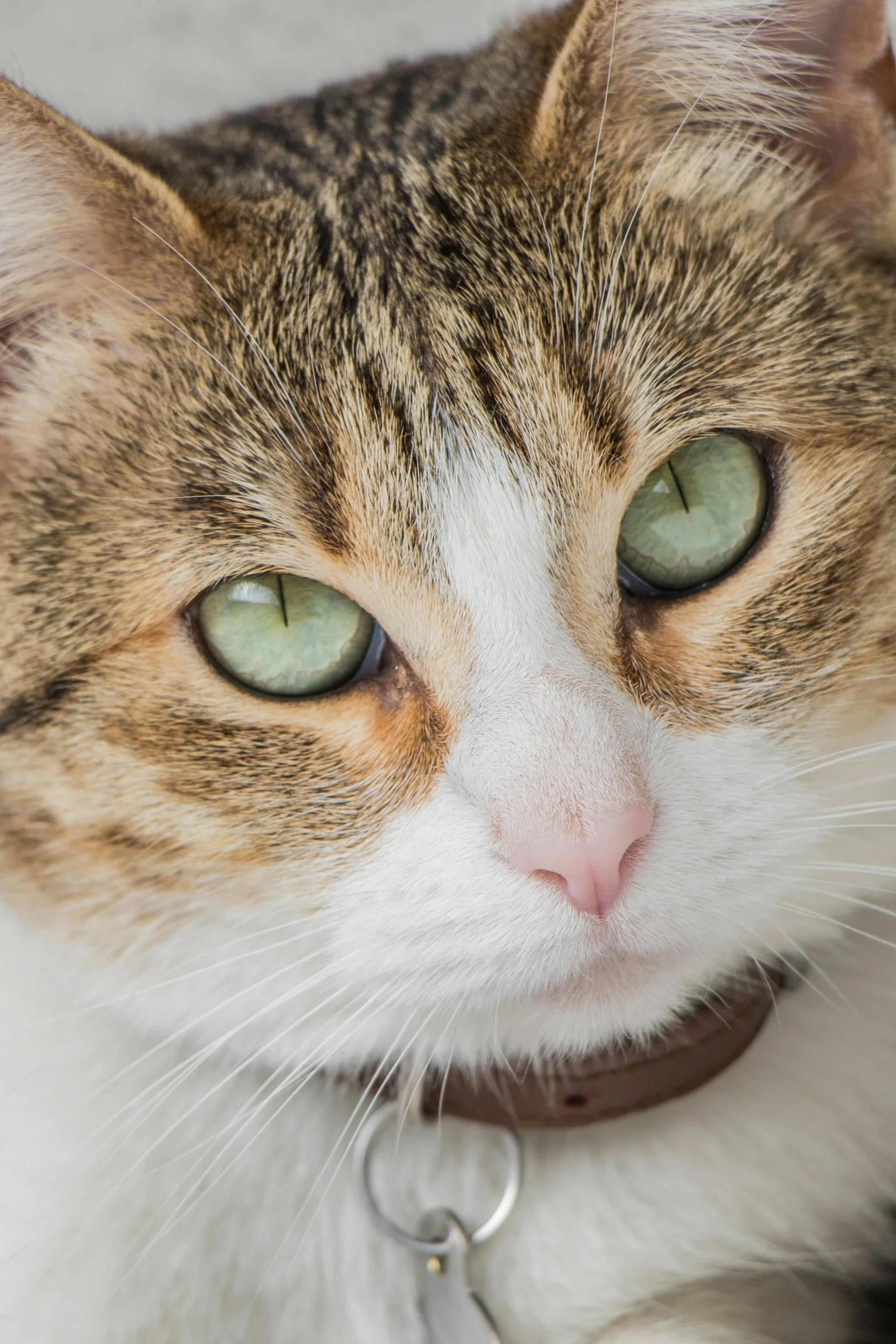 a brown white and black cat with a collar