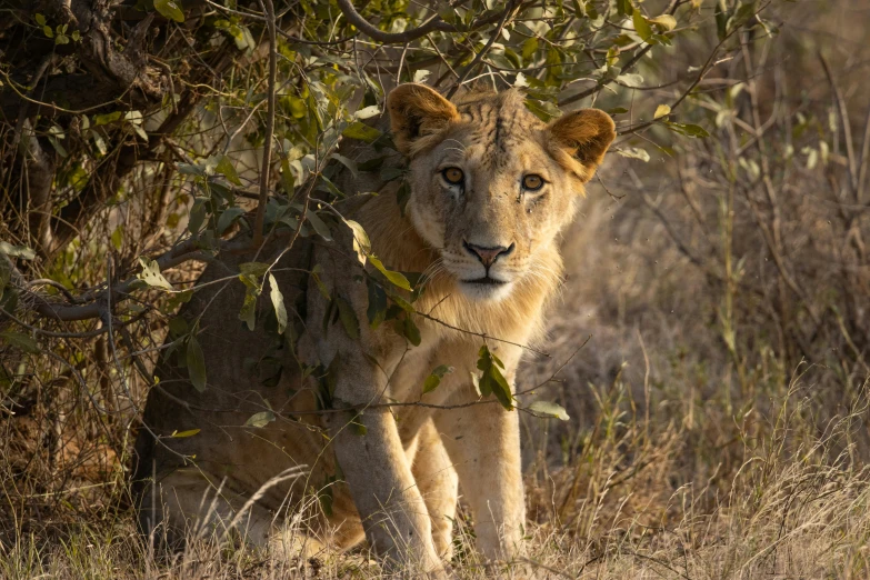 a young lion peers out from under a tree