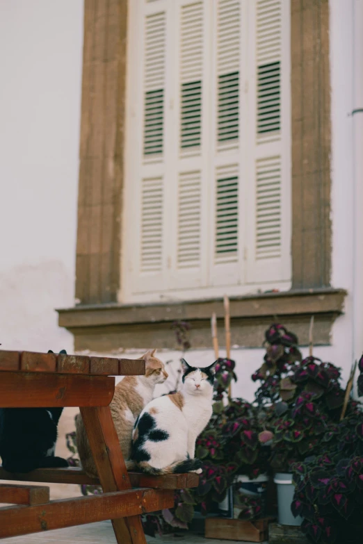 cats lounging on wooden benches in front of white shuttered window