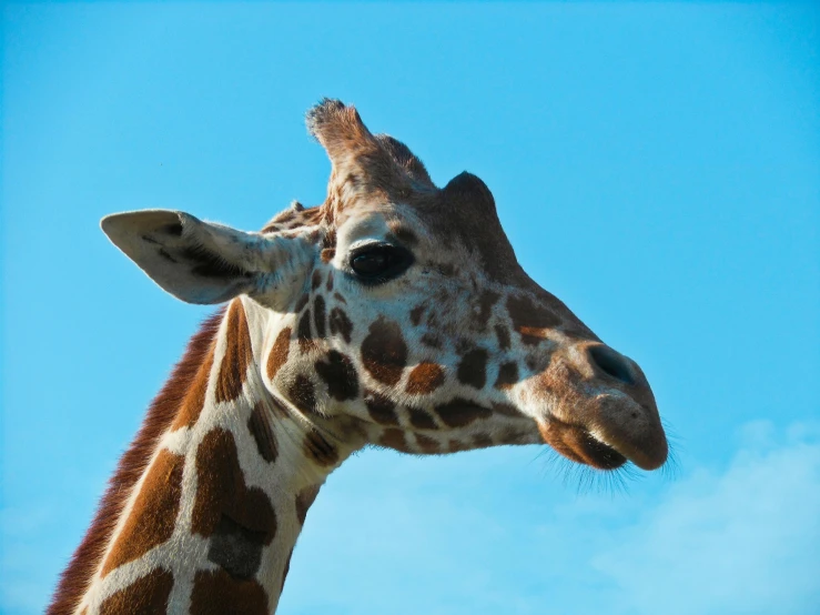 a giraffe standing alone on a sunny day