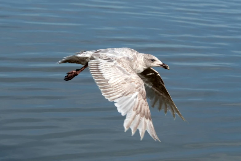 a white bird flying over the top of water