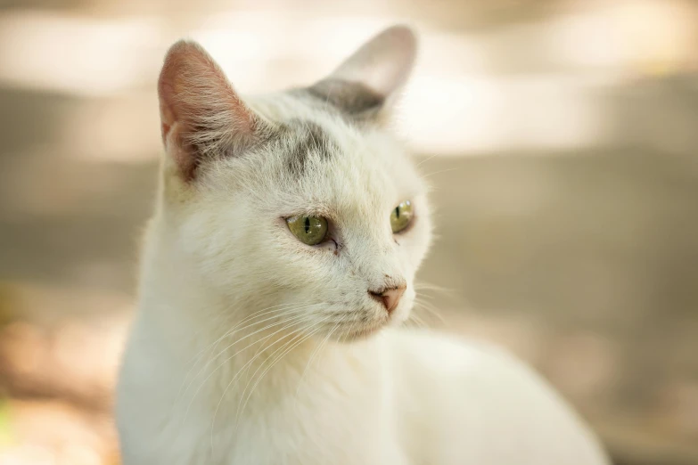 a white cat staring with a blurry background