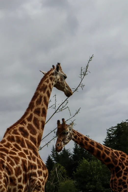 two giraffes standing side by side with trees in the background