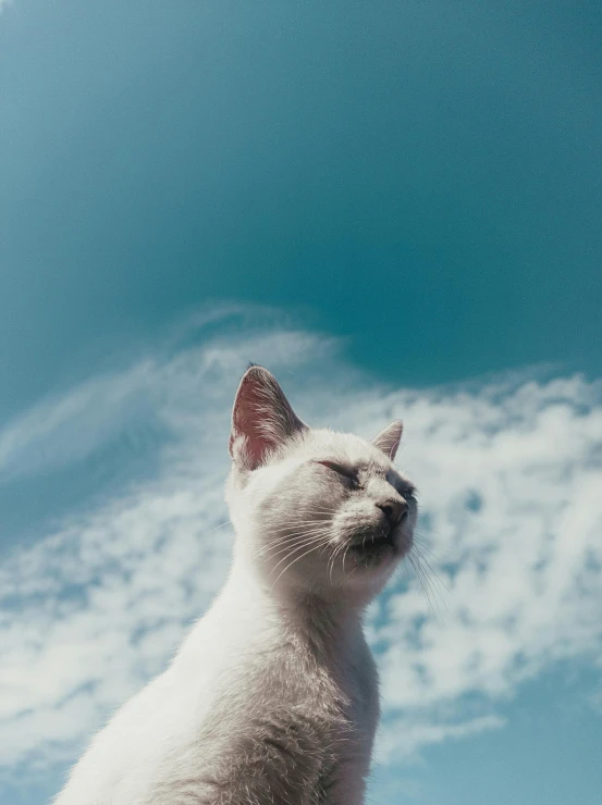 a white cat with eyes closed and blue sky in the background