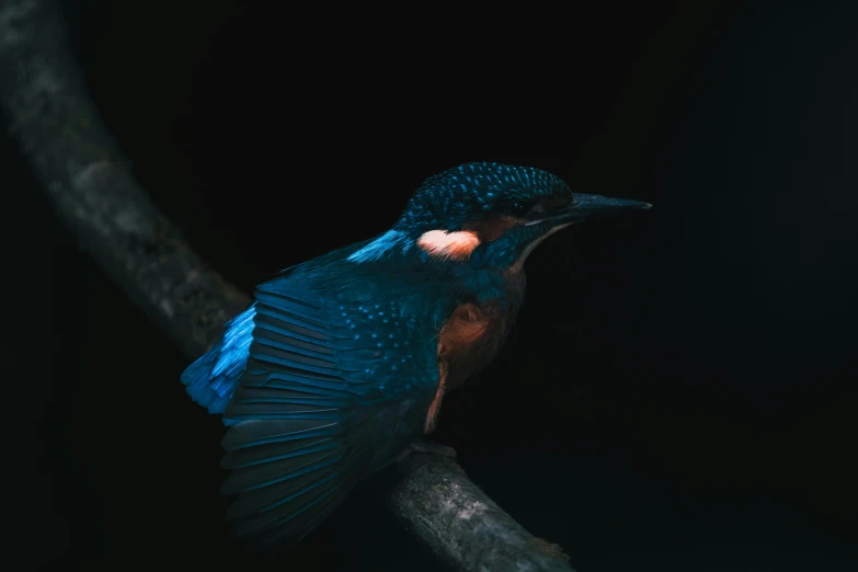 the colorful bird is on the tree nch