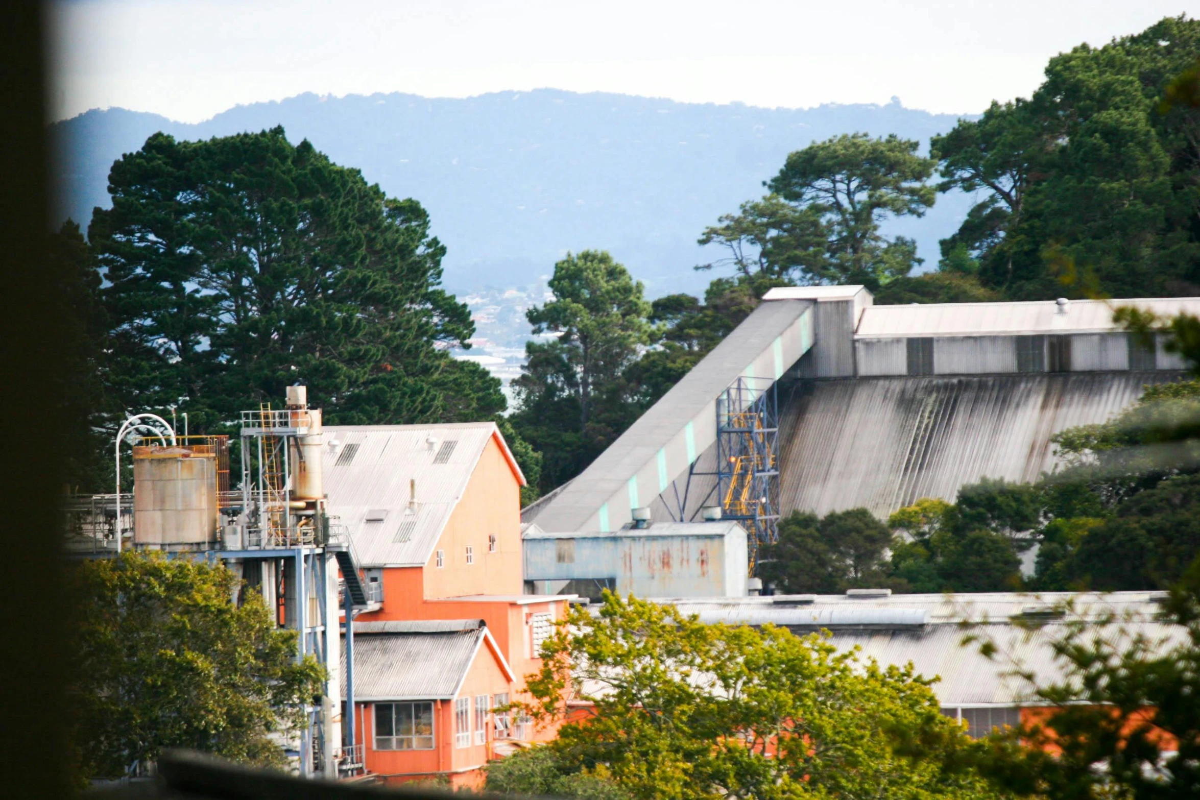 some buildings and a bunch of trees