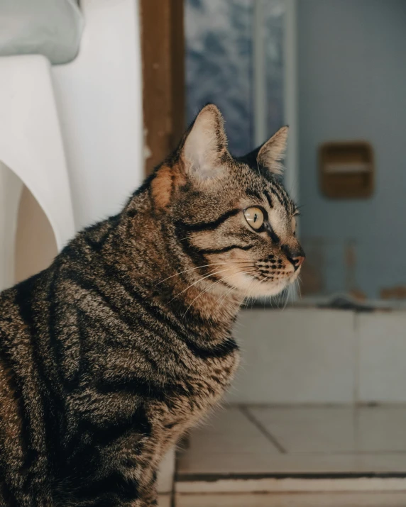 a cat sitting on the floor looking to its left