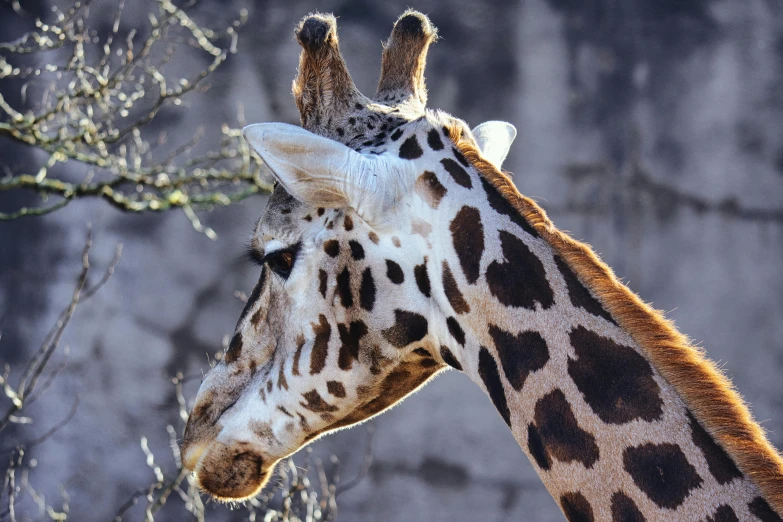 a giraffe's head with a small tree in the background