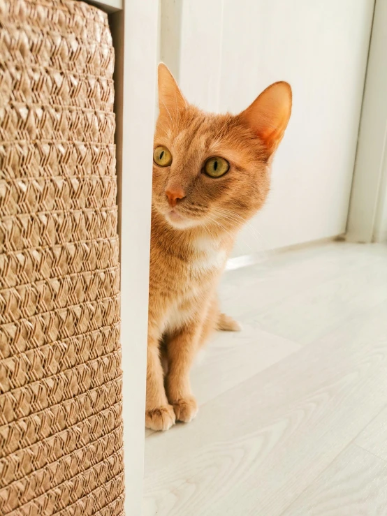 a cat is peeking out from behind a door