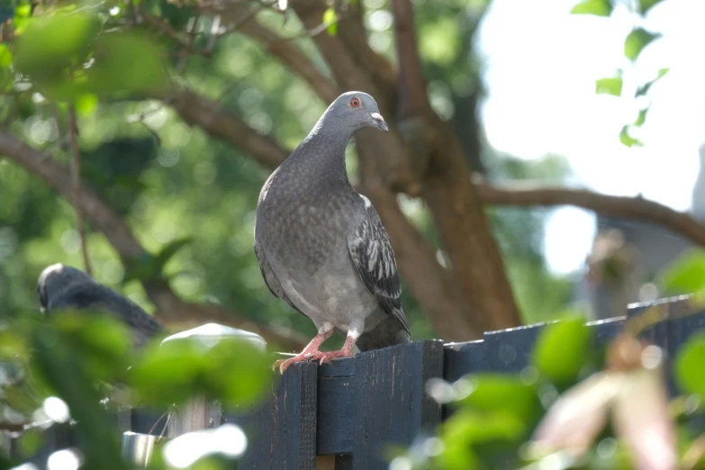 this is a gray bird perched on a fence