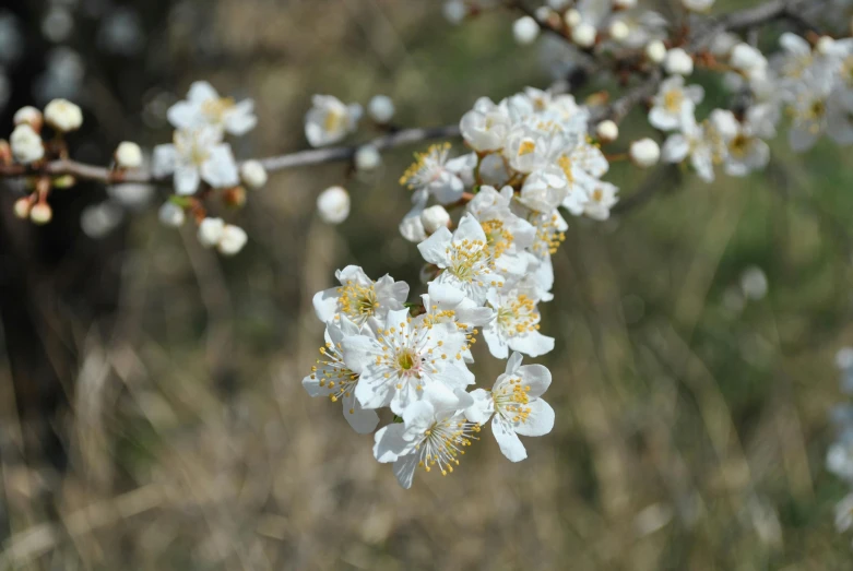 flowers are blooming on a nch next to some grass