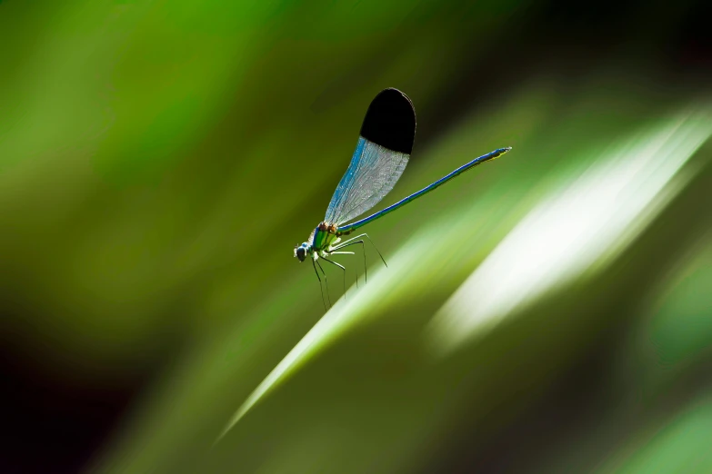 a bug that is perched on the surface of some grass