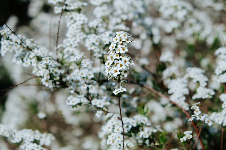 a cluster of small flowers, some white in color