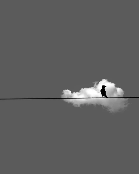 a person on an electric line with a bird