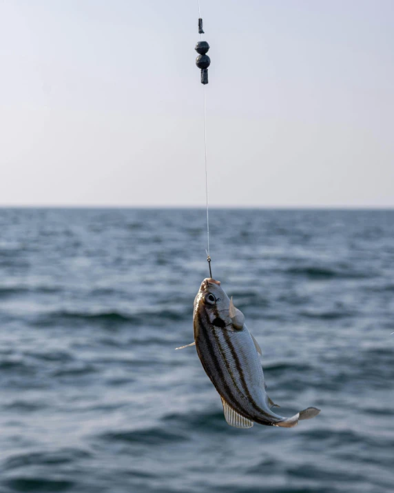 a fish that is hanging off of a hook