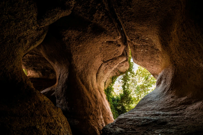 the inside of a tree growing into a cave