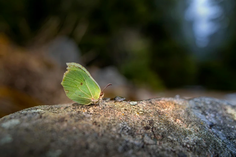 a small moth is standing on the side of a rock