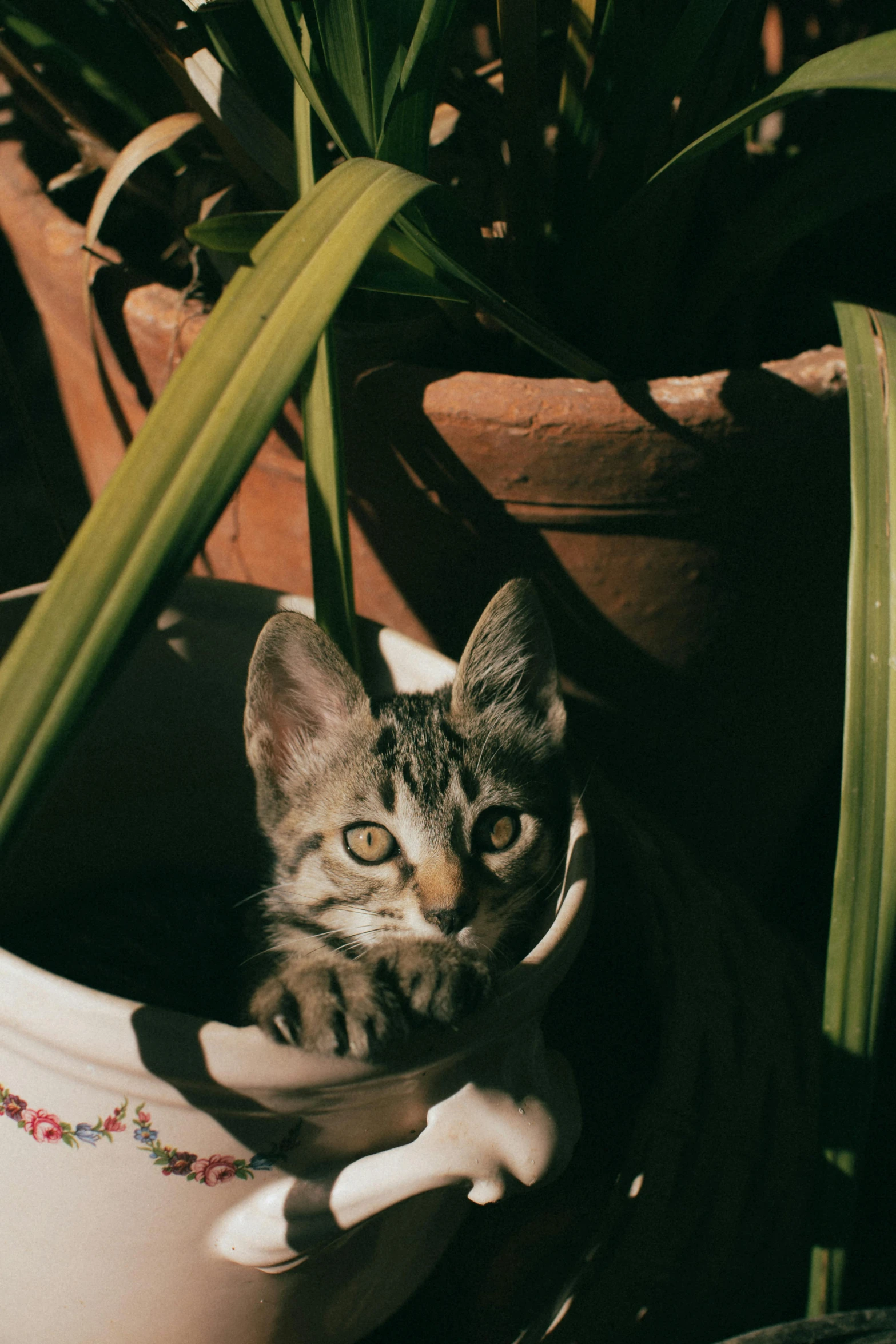 this is a kitten in a pot hiding