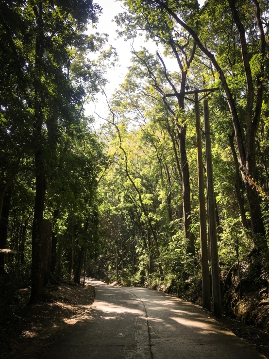 a road surrounded by trees is seen in the distance