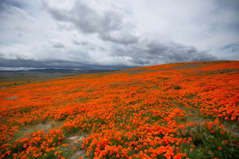 a field with orange flowers under the cloudy skies