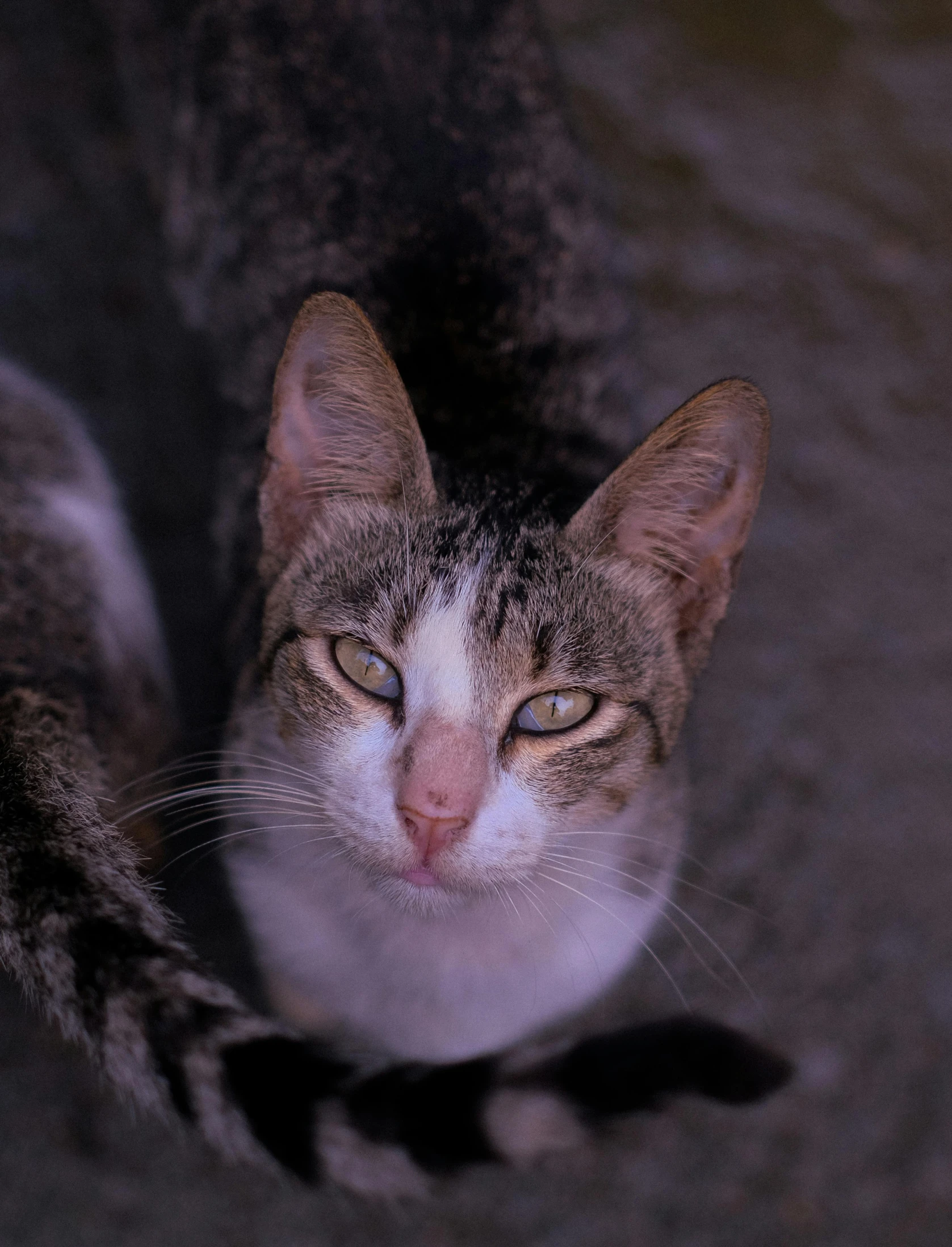 a cat is looking in the distance as if he is trying to keep him happy