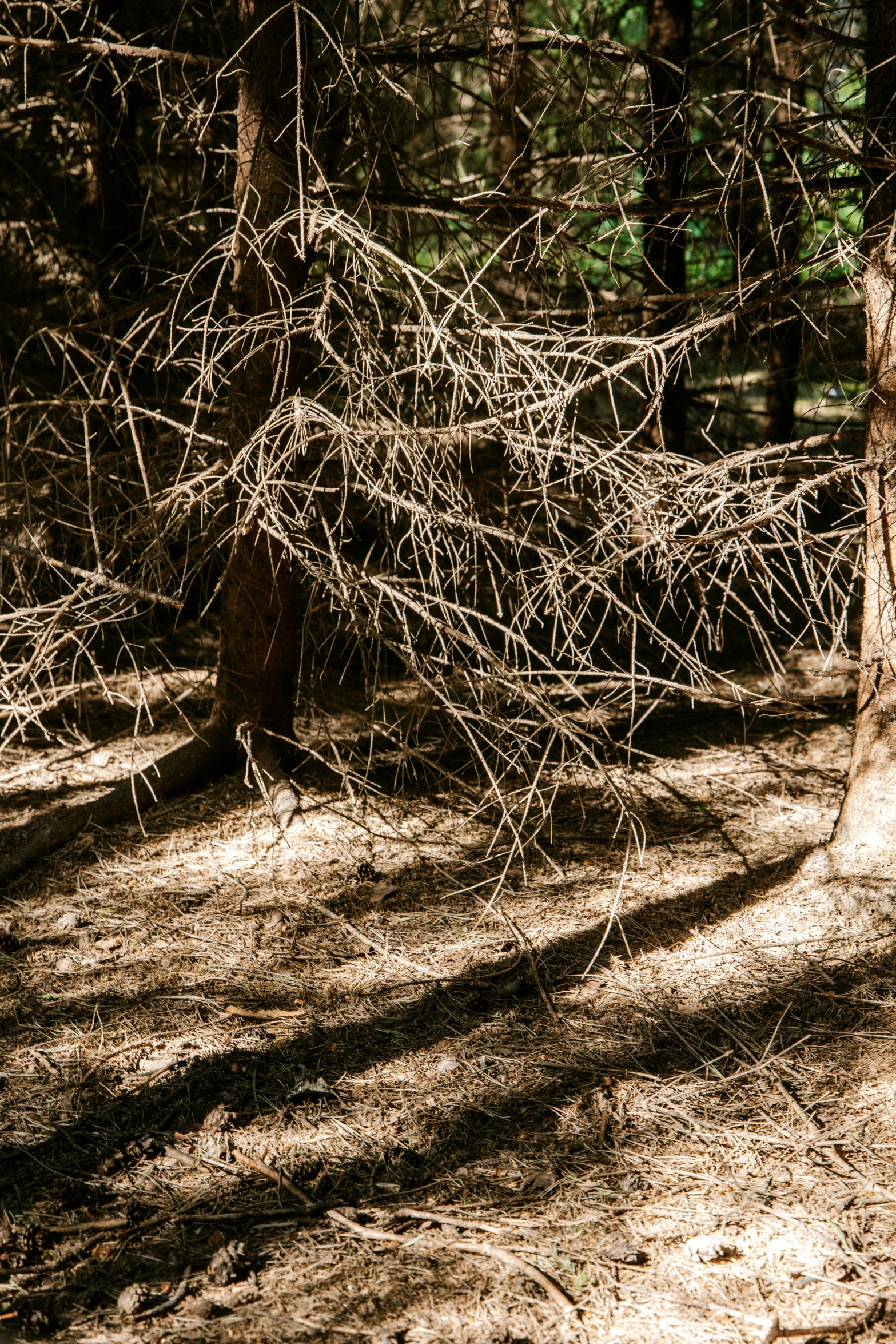 there are trees that are in the woods