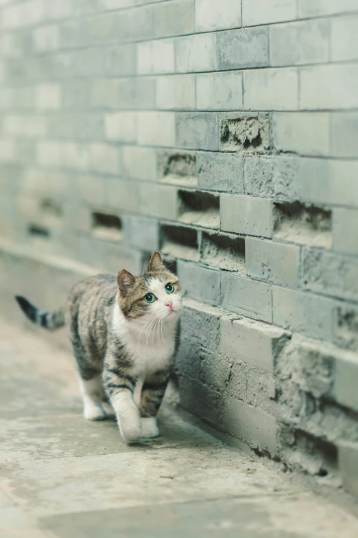 a cat is looking at the camera while walking by a wall