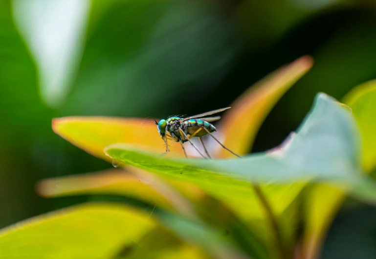 there is a flying insect on a leaf