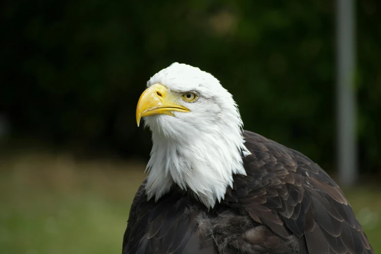 a close - up of an eagle's face with a green background