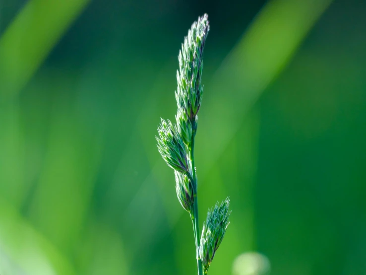 a small green plant on a tall stalk