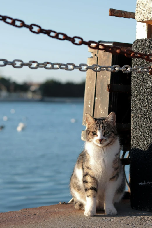 a cat sits on the dock as birds fly over it