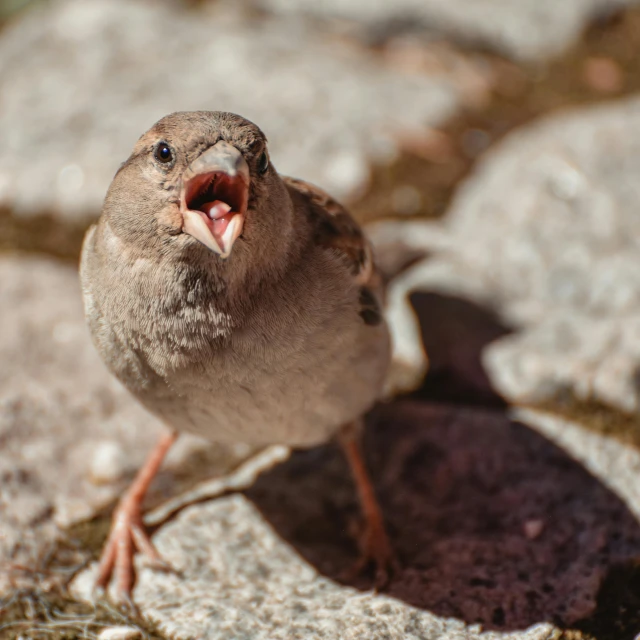 a bird with its mouth open and his mouth wide open