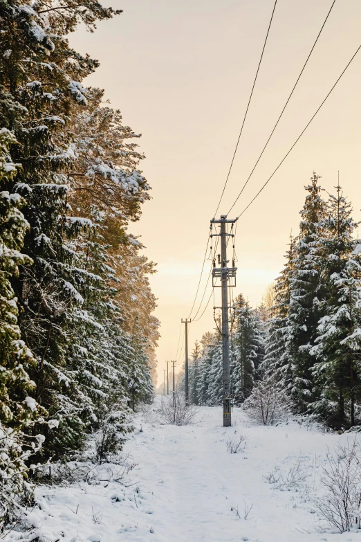 a small forest covered in snow next to trees